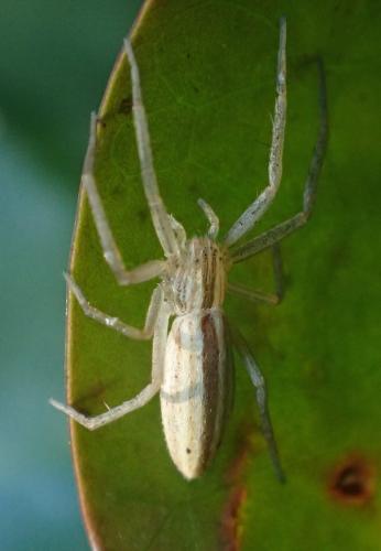 Tibellus sp.
